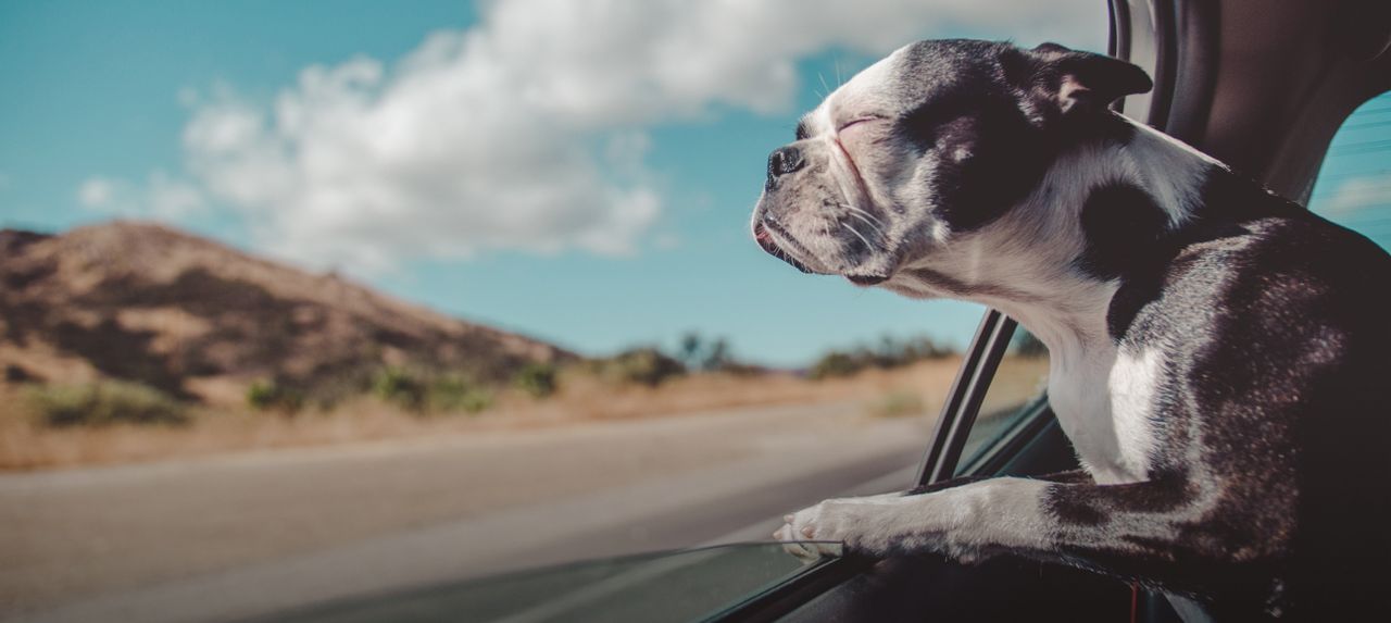 emergency-travel-assistance-for-pets
