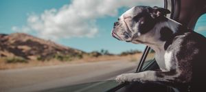 emergency-travel-assistance-for-pets