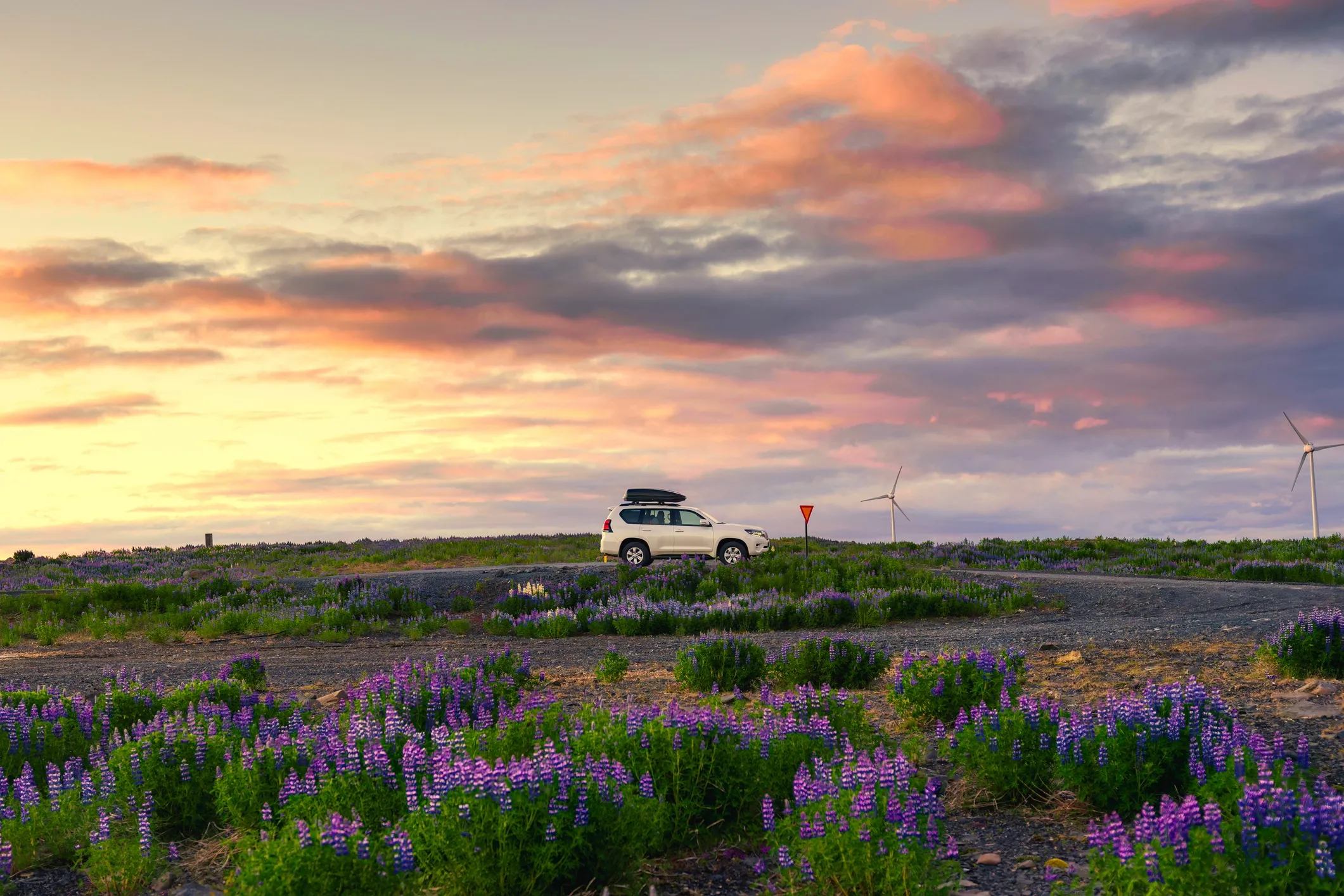 Roof-box-equipped SUV on a remote gravel road at sunset, surrounded by blooming lupines and wind turbines